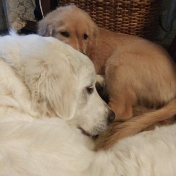 Meet your Posher, Aylin - Picture 1 of 4